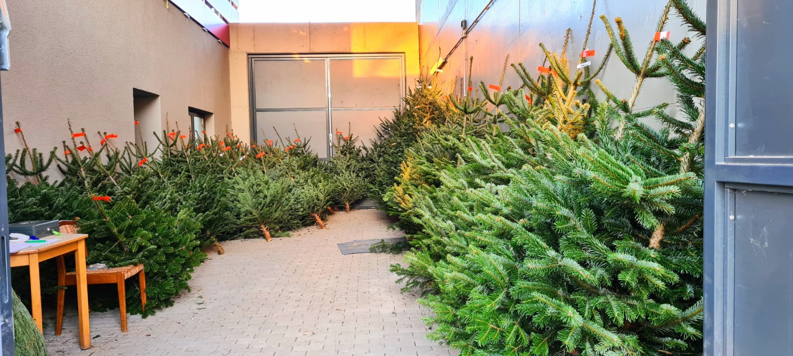 🎄Tannenbaumverkauf startet-frisch und festlich für die Weihnachtszeit